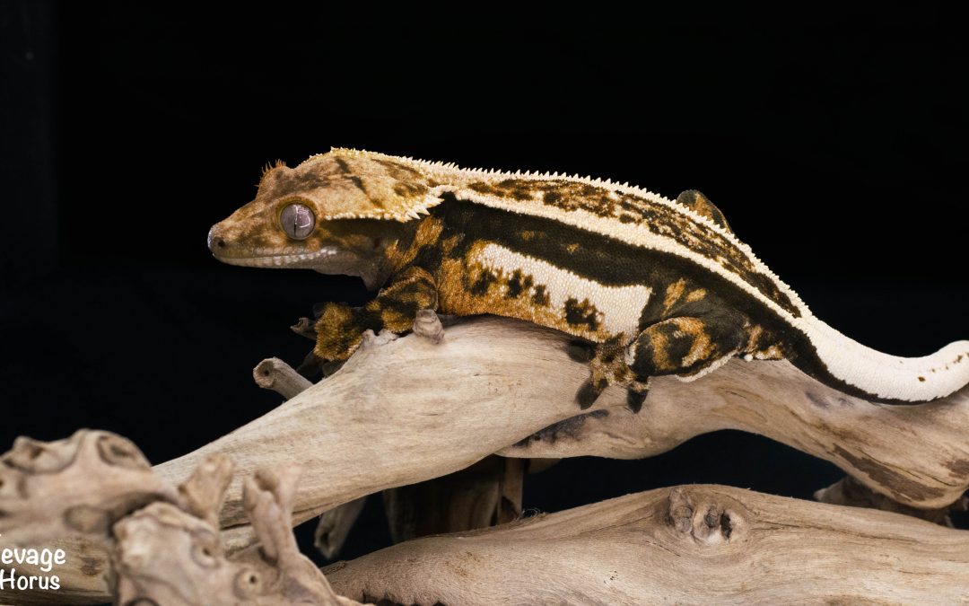 Paarthurnax